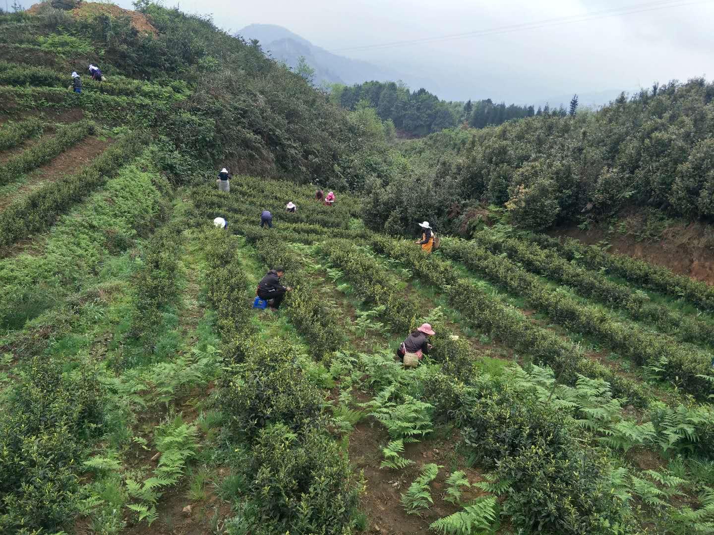 高县特殊教育事业单位领导团队最新概述